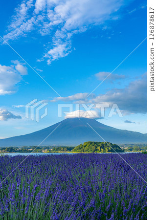 [Summer Material] Mt. Fuji and lavender as seen from Lake Kawaguchi in the morning [Yamanashi Prefecture] 126878617