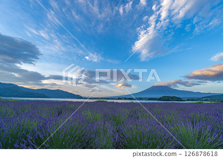 [Summer Material] Mt. Fuji and lavender as seen from Lake Kawaguchi in the morning [Yamanashi Prefecture] 126878618