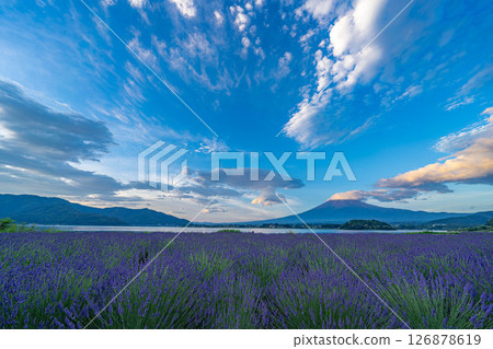 [Summer Material] Mt. Fuji and lavender as seen from Lake Kawaguchi in the morning [Yamanashi Prefecture] 126878619
