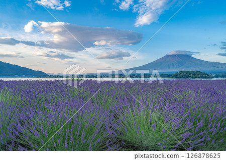 [Summer Material] Mt. Fuji and lavender as seen from Lake Kawaguchi in the morning [Yamanashi Prefecture] 126878625