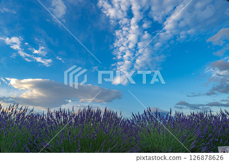 [Summer Material] Mt. Fuji and lavender as seen from Lake Kawaguchi in the morning [Yamanashi Prefecture] 126878626