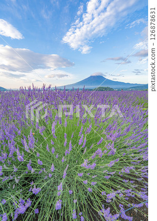 [Summer Material] Mt. Fuji and lavender as seen from Lake Kawaguchi in the morning [Yamanashi Prefecture] 126878631