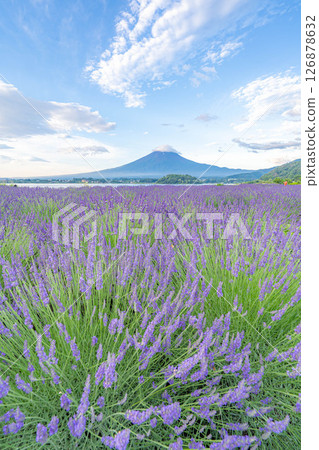 [Summer Material] Mt. Fuji and lavender as seen from Lake Kawaguchi in the morning [Yamanashi Prefecture] 126878632