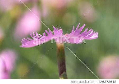 Close-up of a dianthus flower Close-up of a dianthus flower 126878648