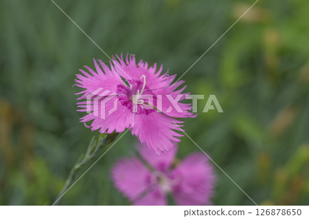 Close-up of a dianthus flower 126878650