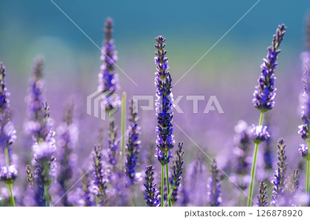 [花材]河口湖的薰衣草與藍天[山梨縣] 126878920