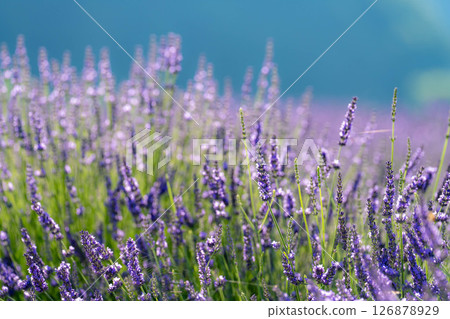 [Flower material] Lavender and blue sky at Lake Kawaguchi [Yamanashi Prefecture] 126878929