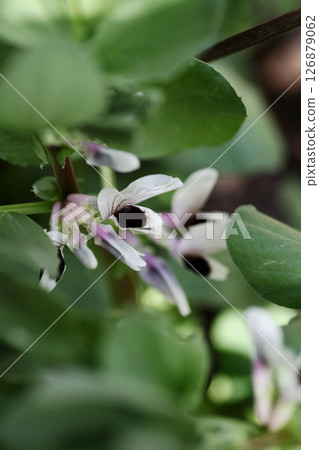Broad bean flowers Broad bean flowers 126879062