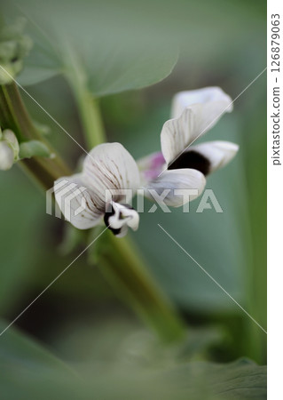 Broad bean flowers 126879063