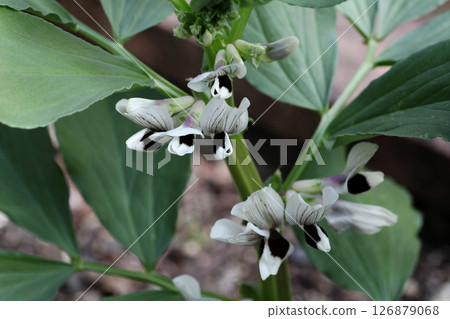 Broad bean flowers Broad bean flowers 126879068