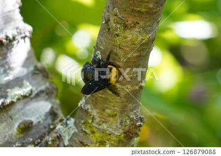 一隻木蜂啃食櫻桃樹的枯枝來築巢 126879088