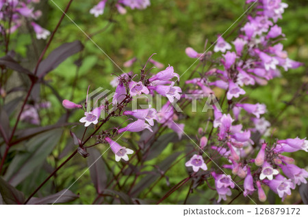 Penstemon foxglove 'Dark Towers' Penstemon foxglove 'Dark Towers' 126879172