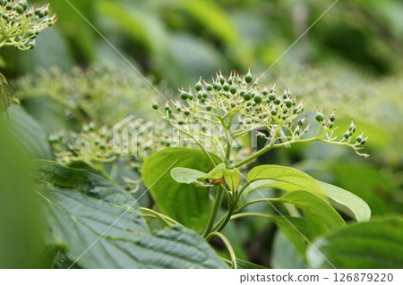 Dogwood young fruit 126879220