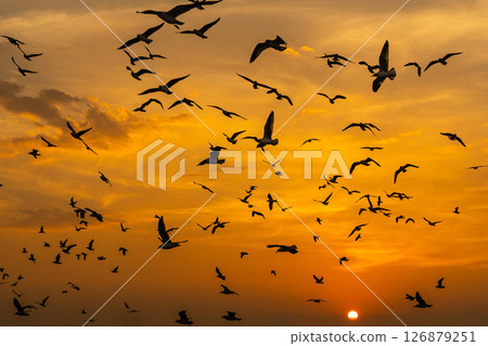 Many seagulls fleeing from the cold weather in Siberia come to Bang Pu, Samut Prakan Province, Thailand, from December to the end of March every year. Many seagulls fleeing from the cold weather in Siberia come to Bang Pu, Samut Prakan Province, Thailand, from December to the end of March every year. 126879251