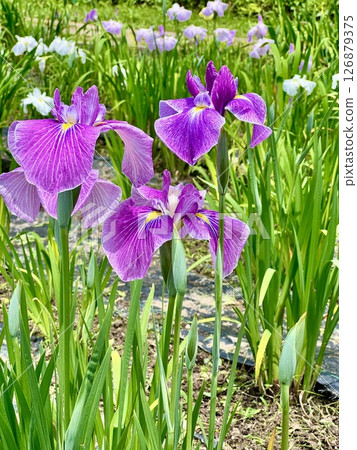 初夏鳶尾的端莊之美 初夏鳶尾的端莊之美 126879375