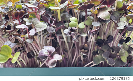 Microgreen red radish sprouts background 126879385