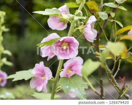 鮮豔的蜀葵花 鮮豔的蜀葵花 126879420