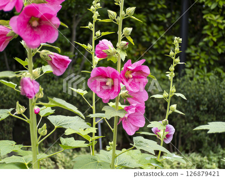 鮮豔的蜀葵花 126879421