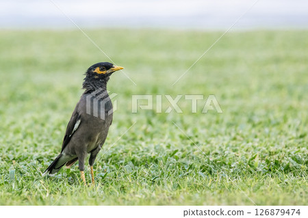bird common myna stands on a green lawn, Indian myna, Acridotheres tristis. bird common myna stands on a green lawn, Indian myna, Acridotheres tristis. 126879474
