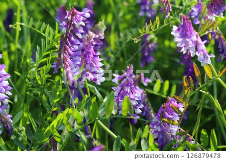 Purple flowers of wisteria blooming in a spring field Purple flowers of wisteria blooming in a spring field 126879478