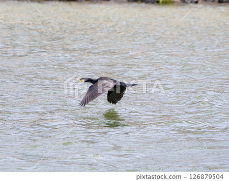 A cormorant flying low over the surface of the river 126879504