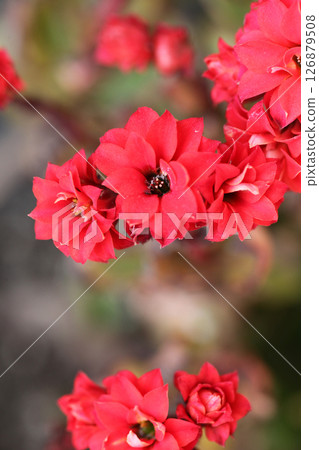 Kalanchoe flowers 126879508