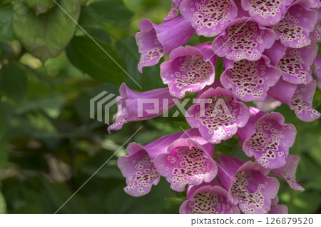 digitalis purpurea 126879520