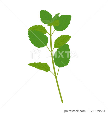 Lemon balm 126879531