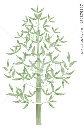 一幅簡單的水彩畫，描繪了竹子筆直生長的景象 126879537