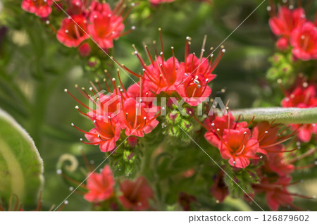 Echium Wildpretti, also known as the Tower of Jewels Echium Wildpretti, also known as the Tower of Jewels 126879602