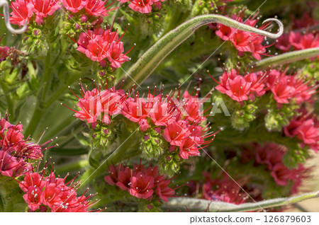Echium Wildpretti, also known as the Tower of Jewels Echium Wildpretti, also known as the Tower of Jewels 126879603
