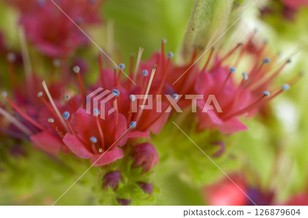 Echium Wildpretti, also known as the Tower of Jewels 126879604