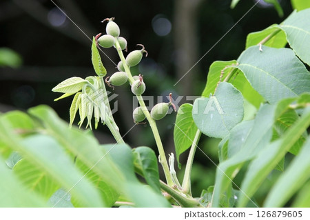 Young nuts of the growing Japanese walnut tree Young nuts of the growing Japanese walnut tree 126879605
