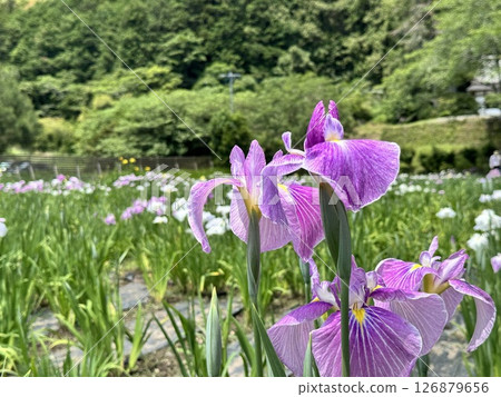 初夏寧靜的鳶尾花花園 126879656