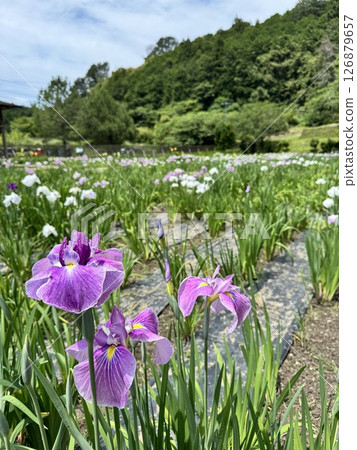 A peaceful iris garden in early summer A peaceful iris garden in early summer 126879657