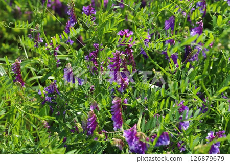 春天田野裡盛開的紫色 Nayokusafuji 花 126879679