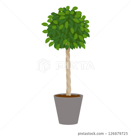 Ficus potted plant 126879725