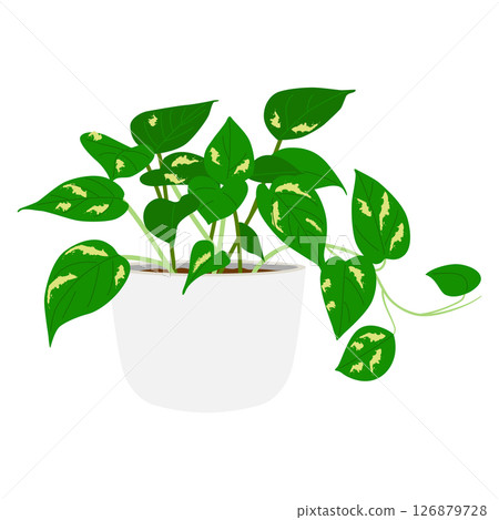 盆栽盆栽 126879728