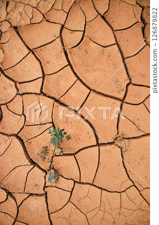 Cracked earth. Takir, takyr soil and green plant. Landform, drying out saline soil in desert. Drying cracks forming a characteristic pattern, clay soil. Natural background. New life amid drought Cracked earth. Takir, takyr soil and green plant. Landform, drying out saline soil in desert. Drying cracks forming a characteristic pattern, clay soil. Natural background. New life amid drought 126879822
