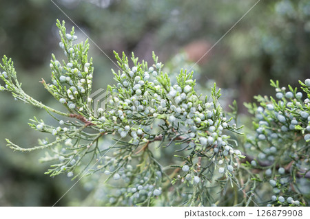 Evergreen juniper tree with ripe blue berries 126879908