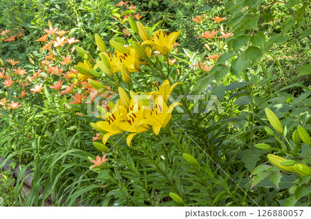 Yellow Diamond Lily Yellow Diamond Lily 126880057