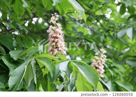 Flowers of Tinon Flowers of Tinon 126880058