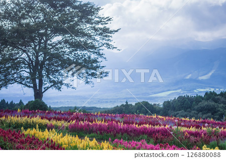 Nasu Flower World, Nasu Town, Tochigi Prefecture Nasu Flower World, Nasu Town, Tochigi Prefecture 126880088
