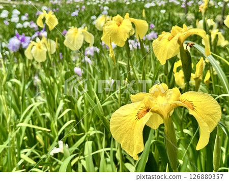 Bright yellow iris flowers 126880357