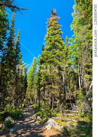 A scenic section of the Jenny Lake Loop Trail winds through a dense evergreen forest in Grand Teton National Park, Wyoming. Tall pines line the dirt path, creating a tranquil atmosphere under the A scenic section of the Jenny Lake Loop Trail winds through a dense evergreen forest in Grand Teton National Park, Wyoming. Tall pines line the dirt path, creating a tranquil atmosphere under the 126880450