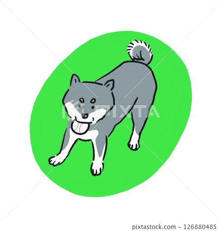 A black Shiba Inu playing with a baseball 126880485