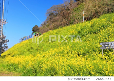 【愛媛縣】烏墨的油菜花田和火車(夕陽映照下的油菜花大道) 【愛媛縣】烏墨的油菜花田和火車(夕陽映照下的油菜花大道) 126880837