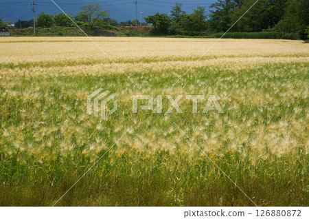 Golden Wheat Field Golden Wheat Field 126880872