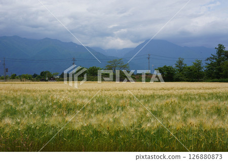 Wheat Field and Mountain Wheat Field and Mountain 126880873