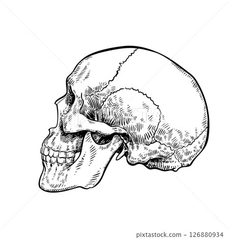 Human skull hand drawn vector illustration 126880934
